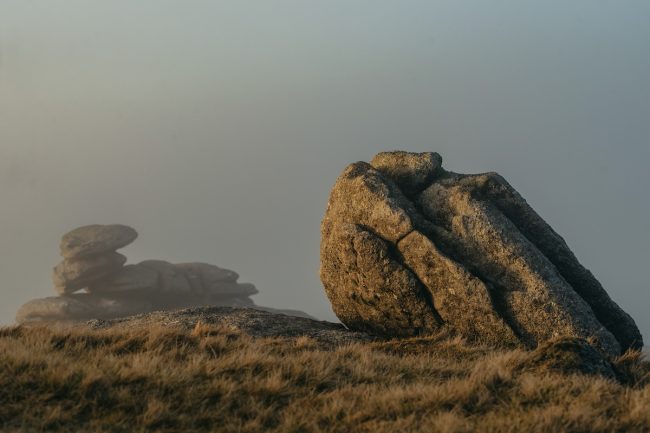 dommoore_2019_box_dartmoor_flora_300dpi-4525