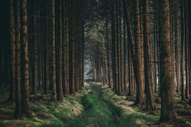 forest_Dom-Moore