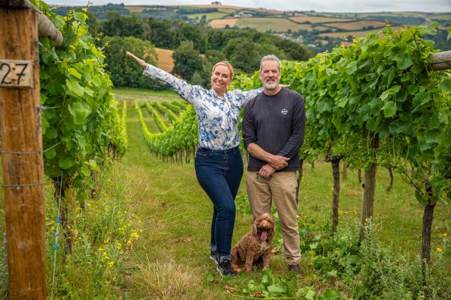 vineyard
